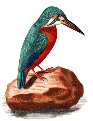 KingFisher profile picture ThePrintsCollector